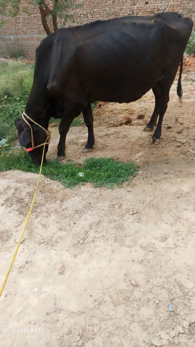 jersy cross cow