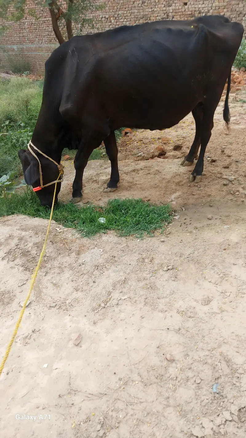 jersy cross cow
