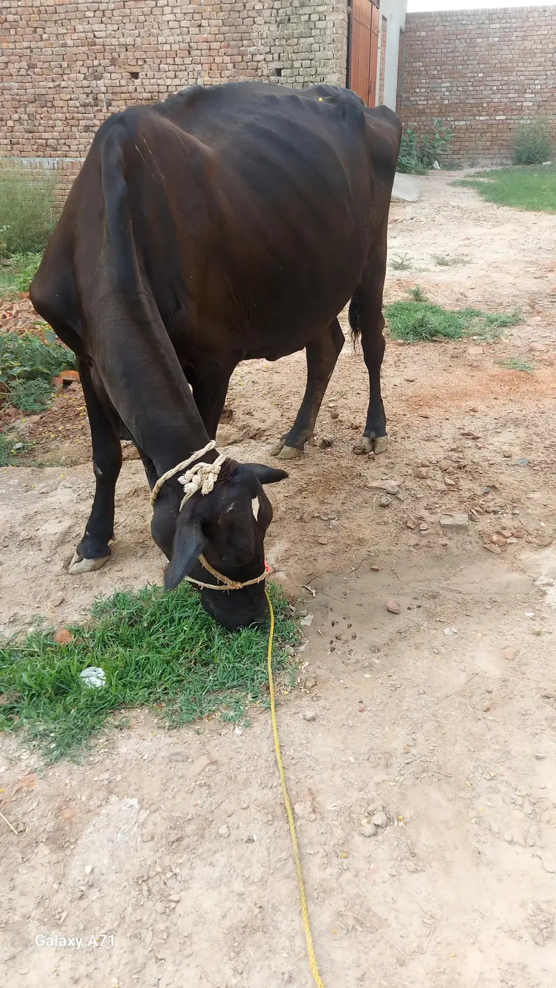 jersy cross cow — photo 2