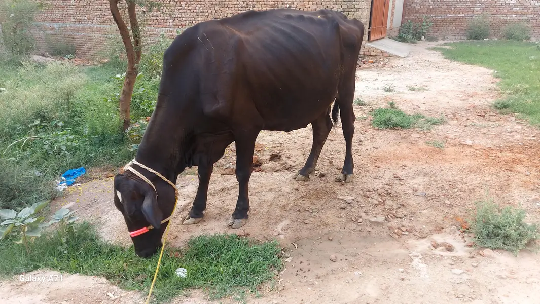 jersy cross cow — photo 3