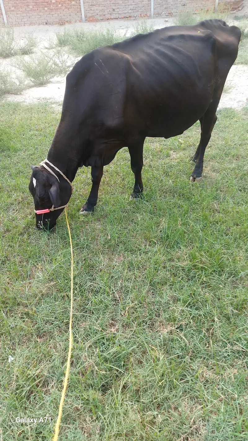 jersy cross cow — photo 4