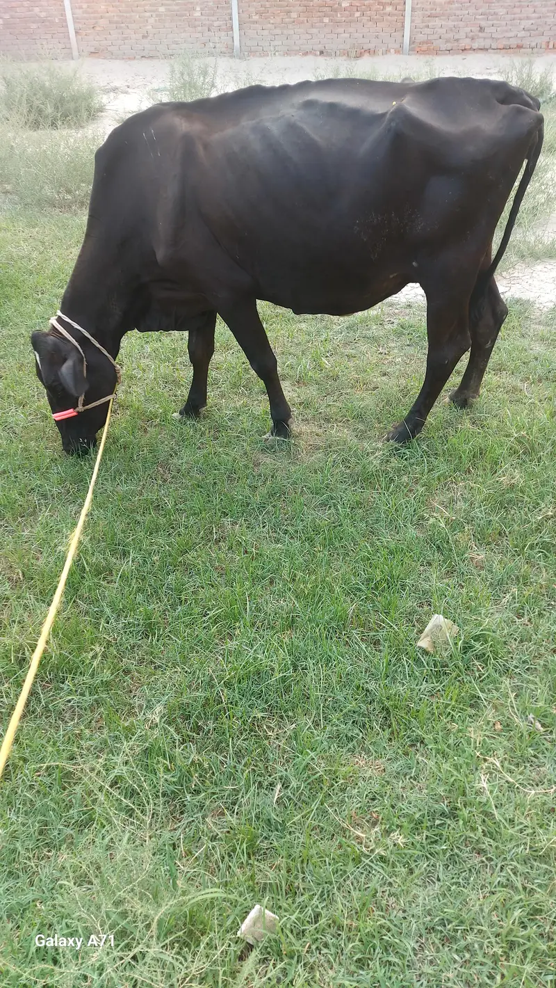 jersy cross cow — photo 5
