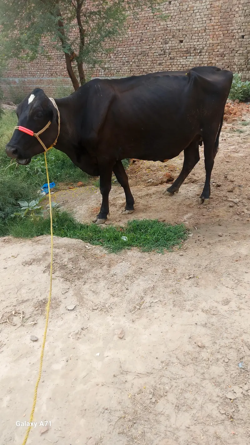 jersy cross cow — photo 6