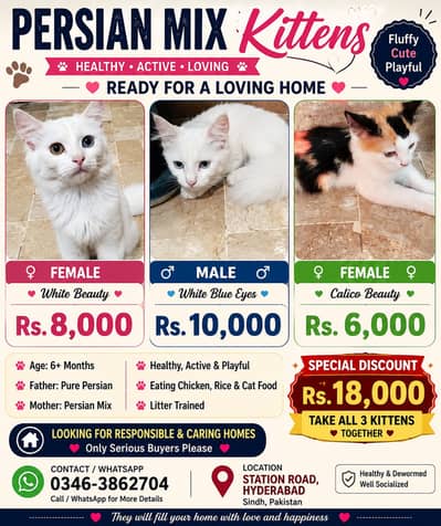 Persian Kittens