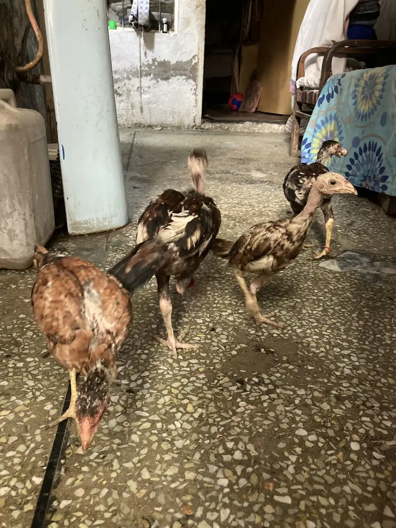 Java murgi — photo 6