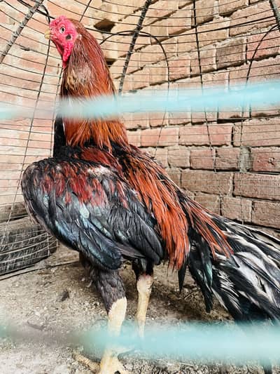 Aseel murga or murgai for sale