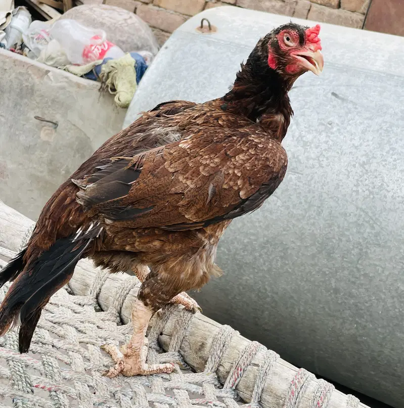 Aseel murga or murgai for sale — photo 2