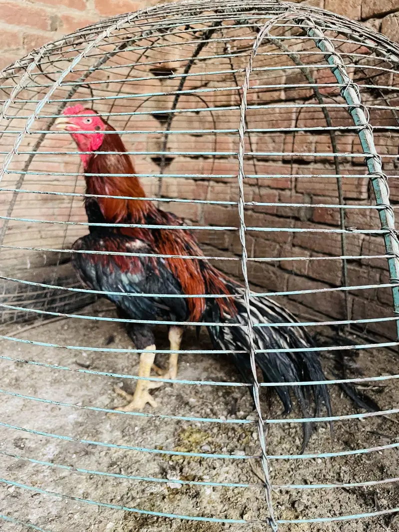 Aseel murga or murgai for sale — photo 3