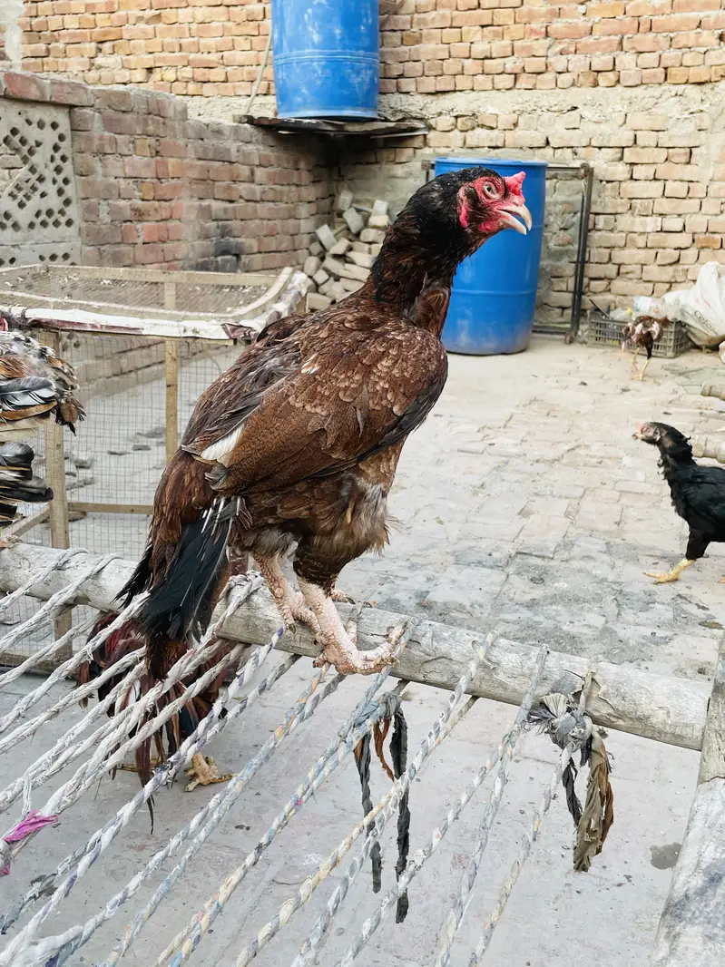 Aseel murga or murgai for sale — photo 4