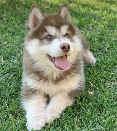 Siberian husky puppies/German Shepherd puppies