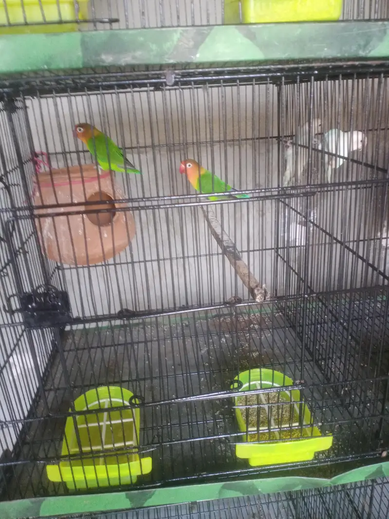Ghar ka ha — photo 3