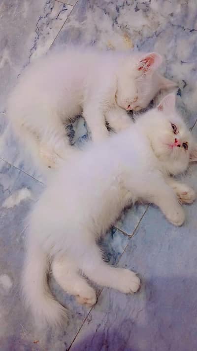 pair of kitten for sale