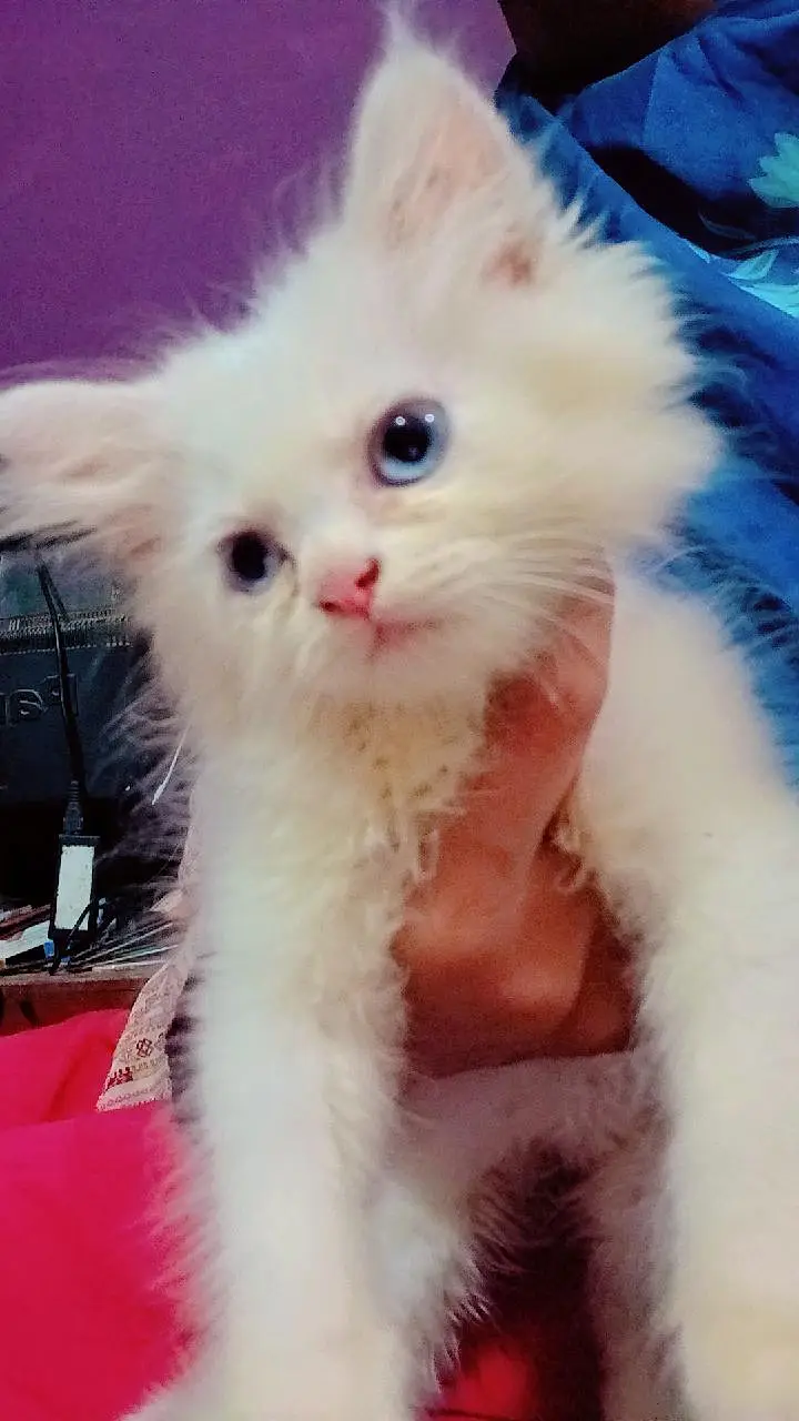 pair of kitten for sale — photo 2