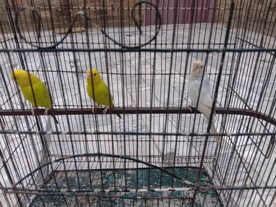 mix parrot available