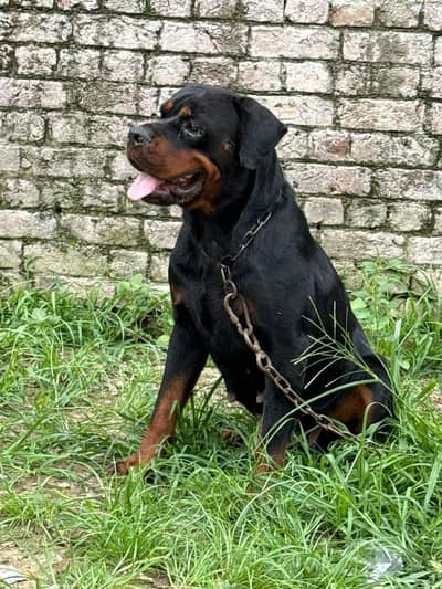 Pure Rottweiler Female – 2 Years Old | Healthy & Active