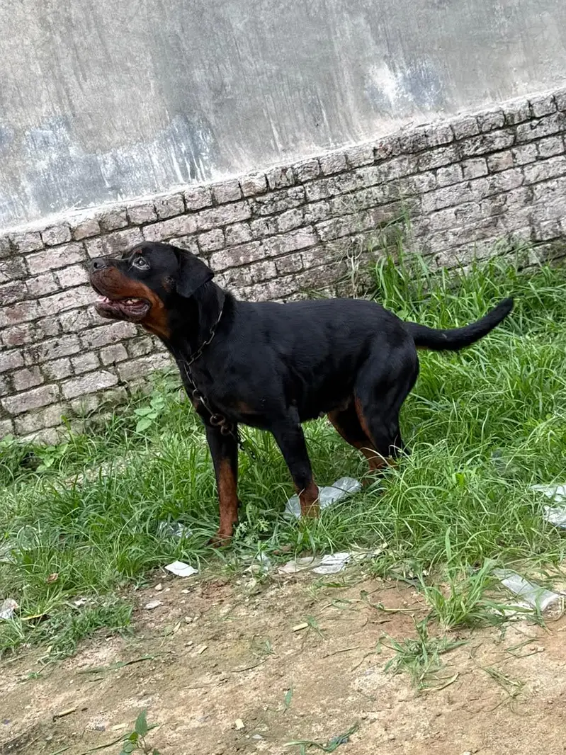 Pure Rottweiler Female – 2 Years Old | Healthy & Active — photo 2