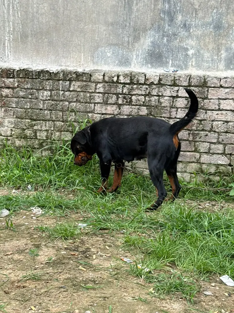 Pure Rottweiler Female – 2 Years Old | Healthy & Active — photo 3