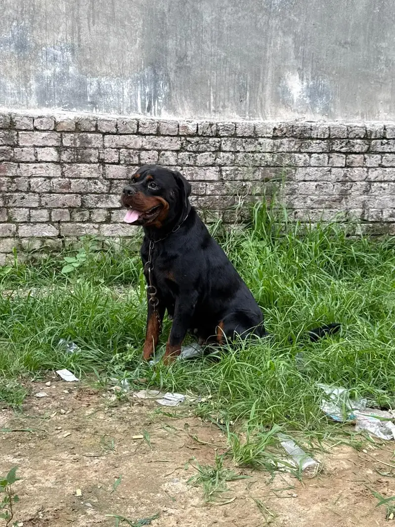 Pure Rottweiler Female – 2 Years Old | Healthy & Active — photo 4