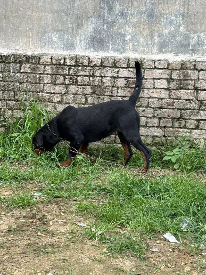 Pure Rottweiler Female – 2 Years Old | Healthy & Active — photo 5