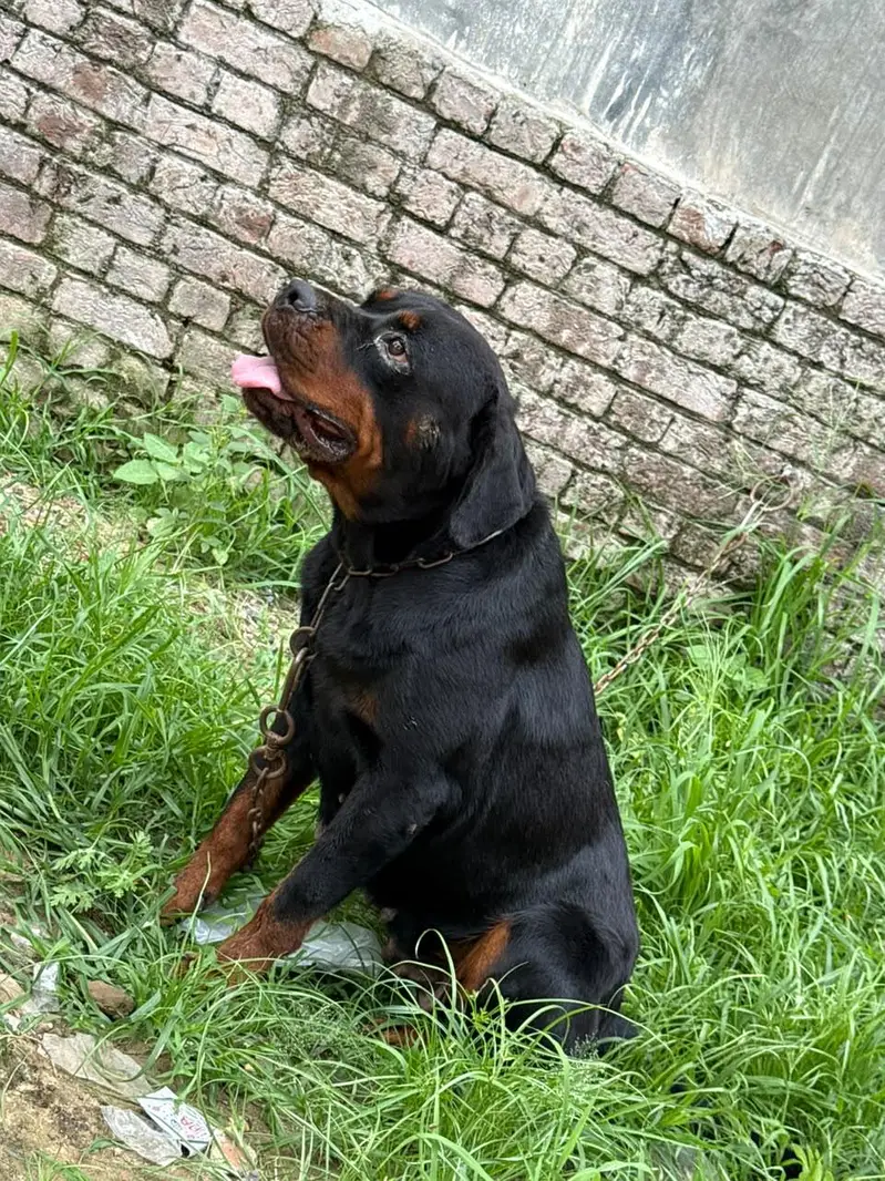 Pure Rottweiler Female – 2 Years Old | Healthy & Active — photo 6