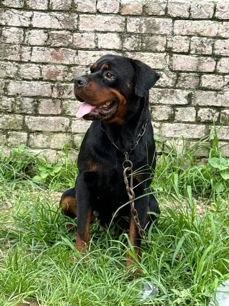 Pure Rottweiler Female – 2 Years Old | Healthy & Active — photo 7