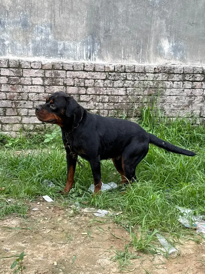 Pure Rottweiler Female – 2 Years Old | Healthy & Active — photo 8