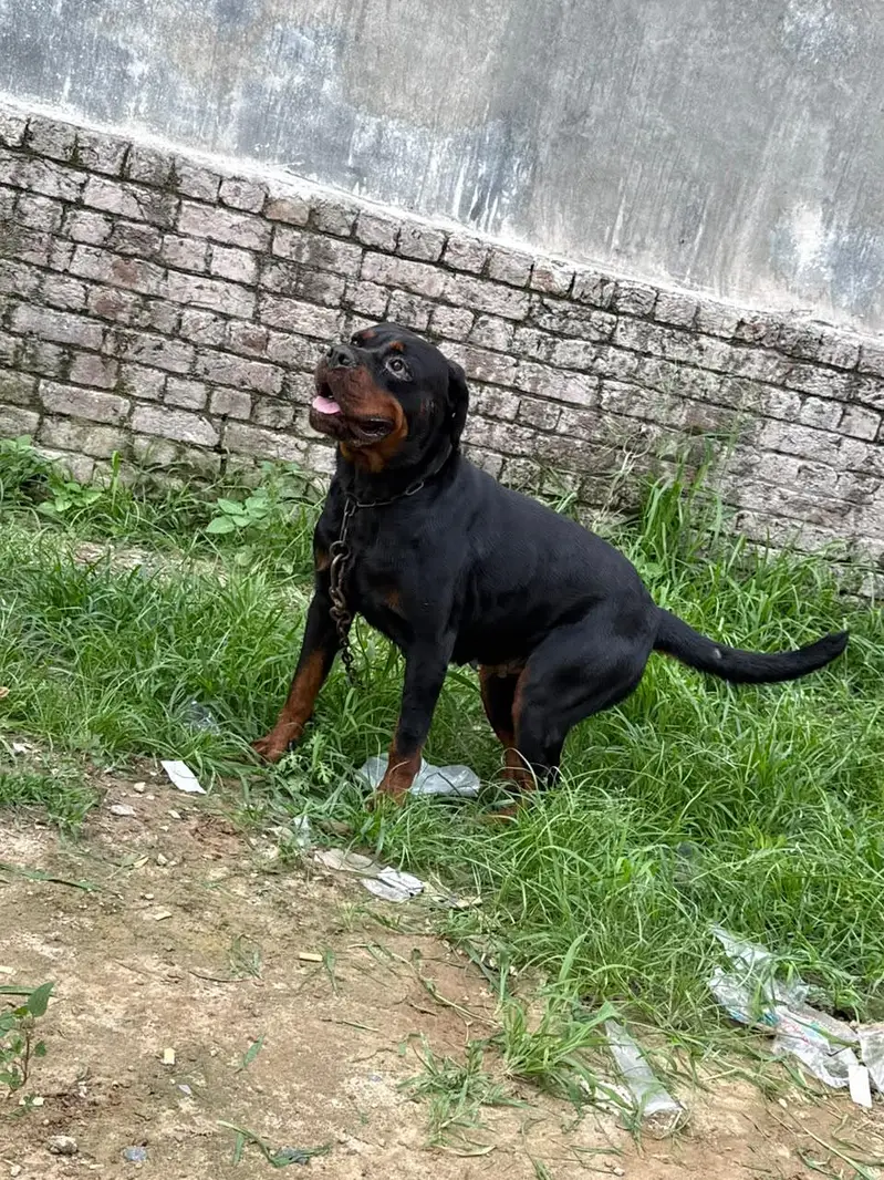 Pure Rottweiler Female – 2 Years Old | Healthy & Active — photo 9