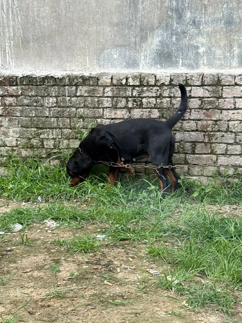 Pure Rottweiler Female – 2 Years Old | Healthy & Active — photo 10