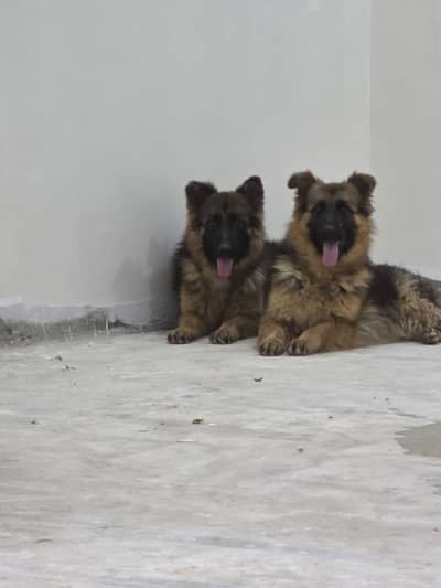 one female for sale