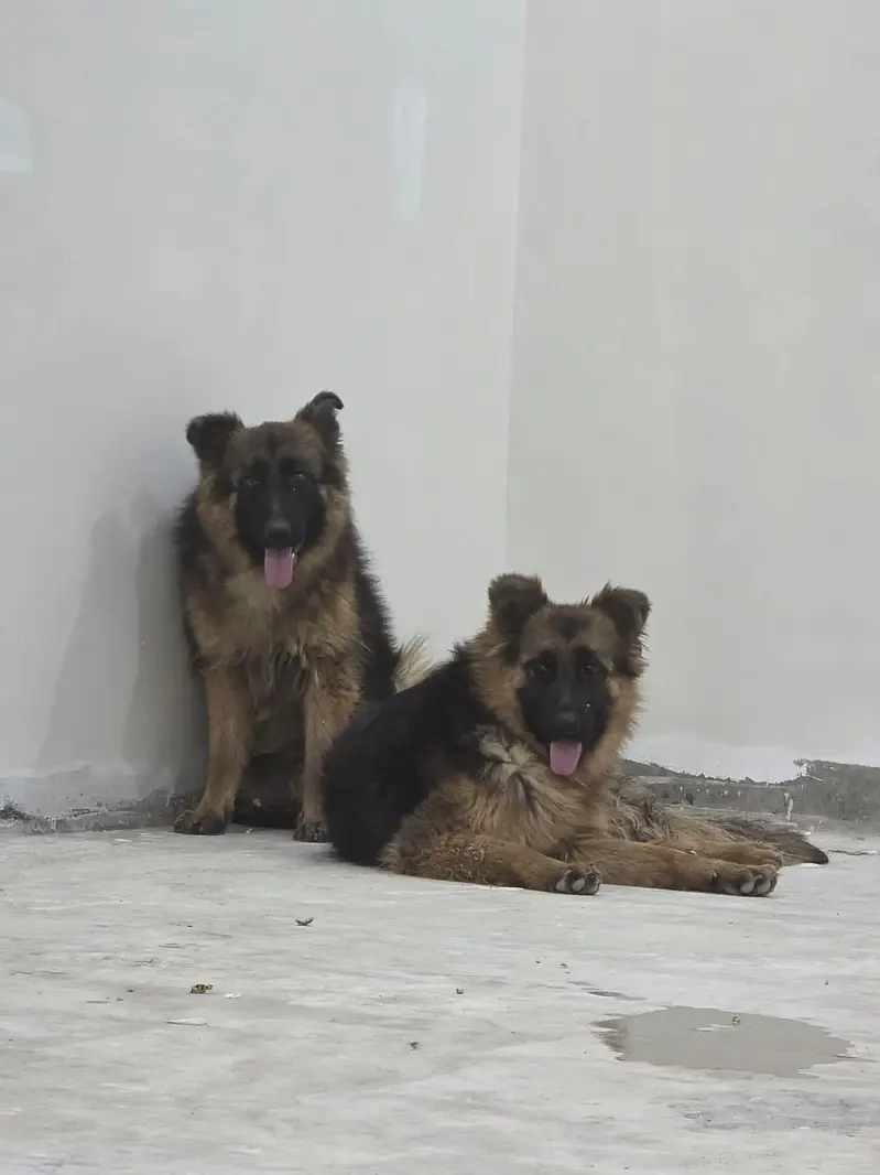 one female for sale — photo 2