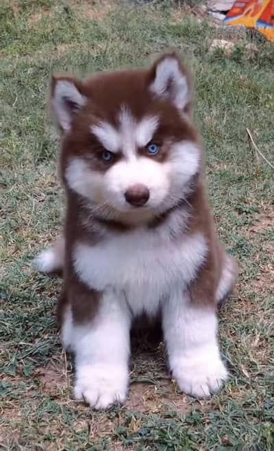 Siberian husky puppies 0313*9363417