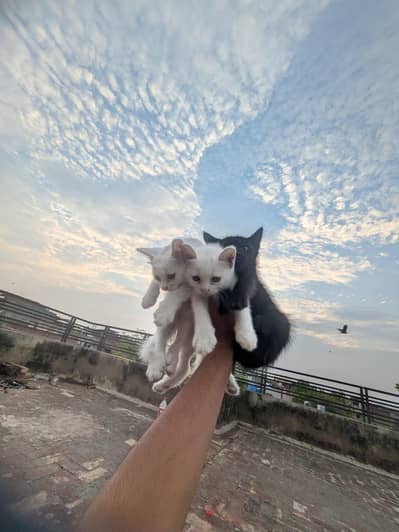 2 white persian male cat for sale