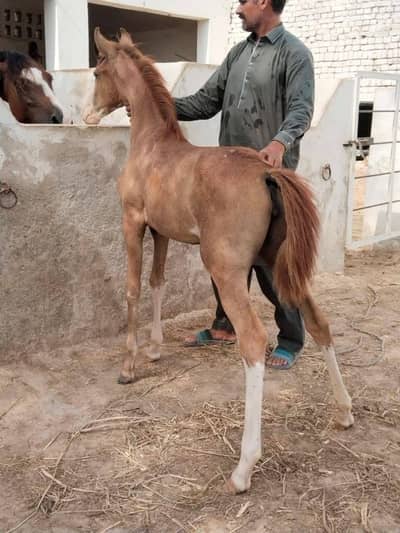 Hours 3 month available