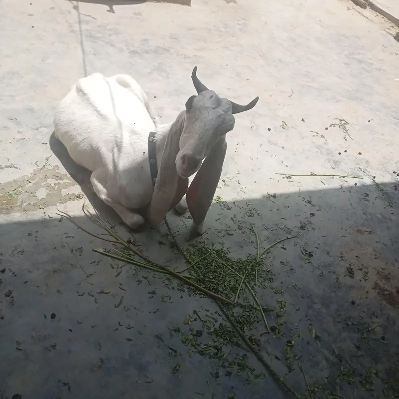 golabi bakri