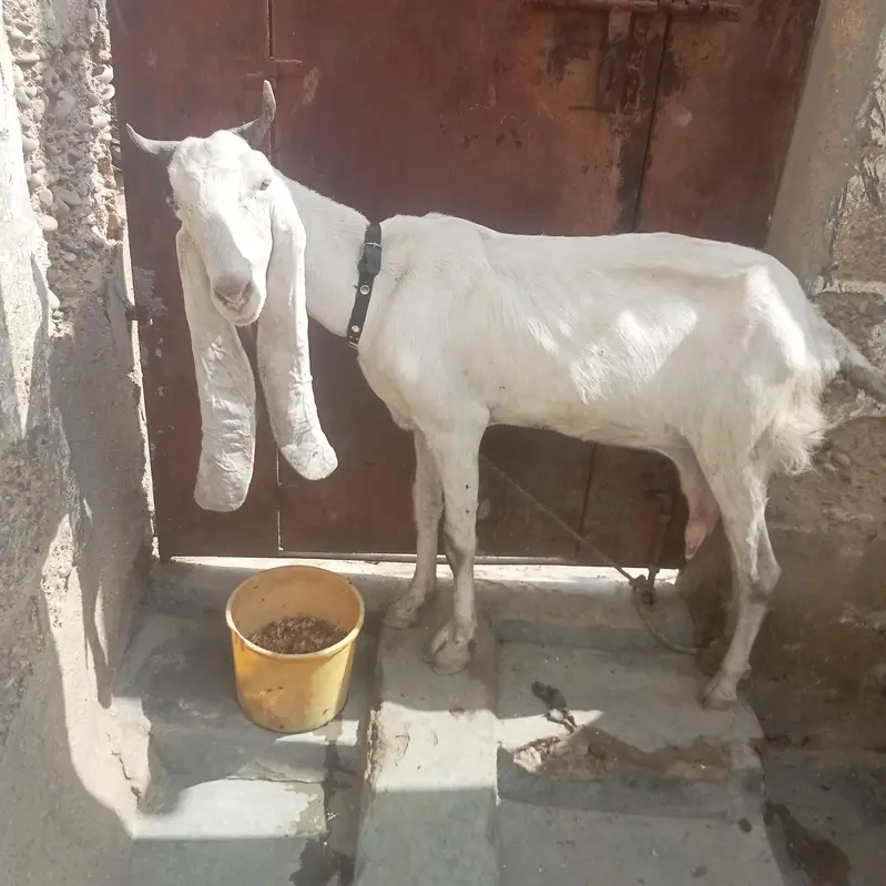 golabi bakri — photo 2