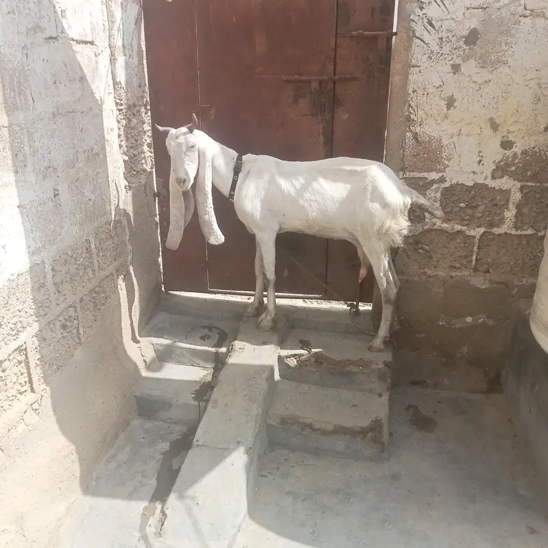 golabi bakri — photo 3