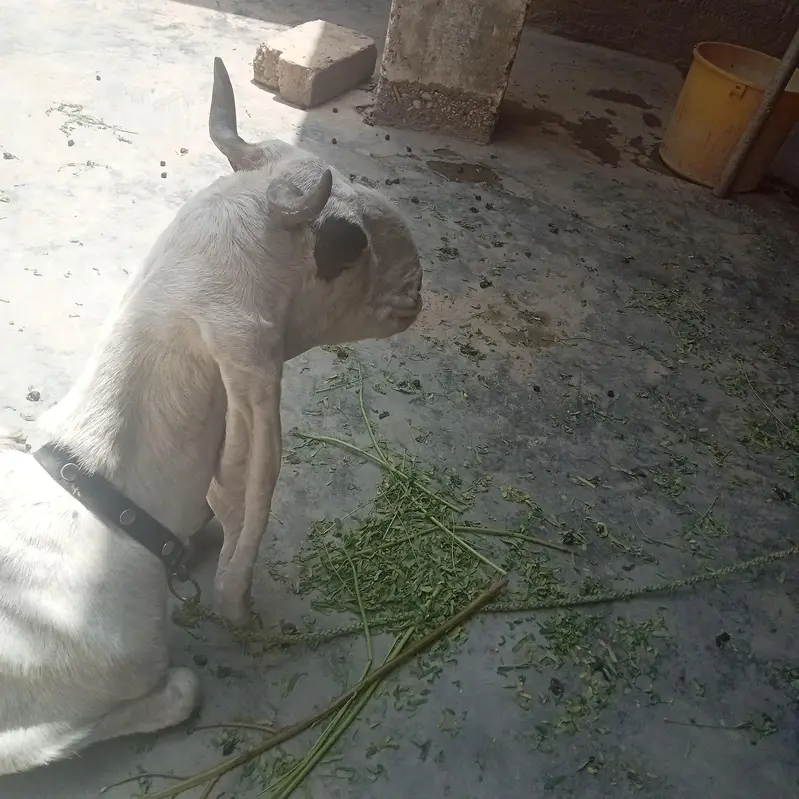 golabi bakri — photo 4