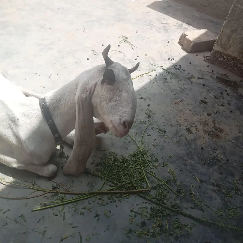 golabi bakri — photo 5