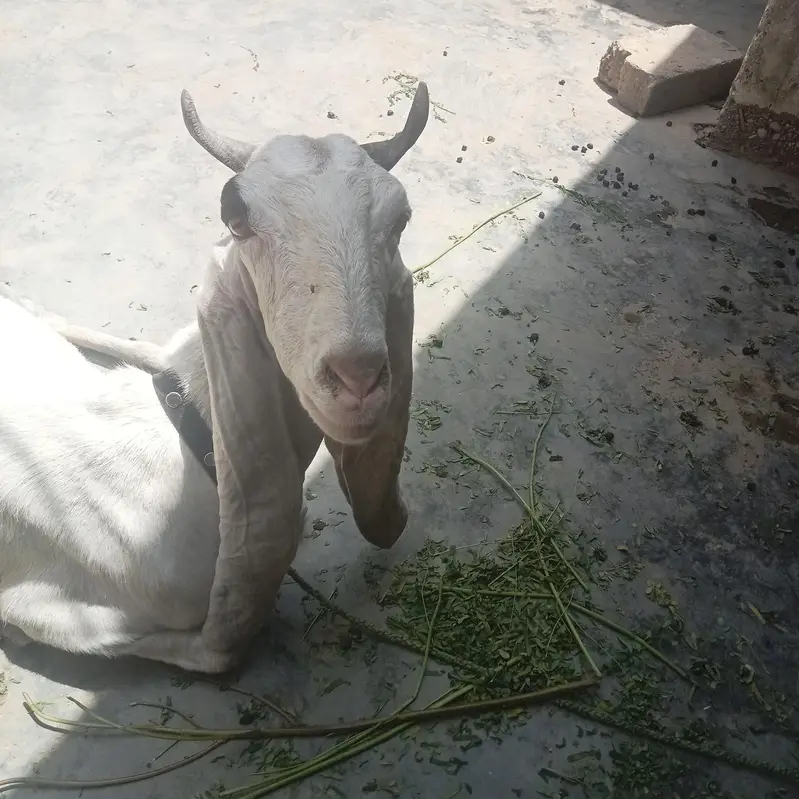 golabi bakri — photo 6