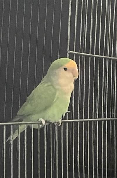 cute love bird mutation