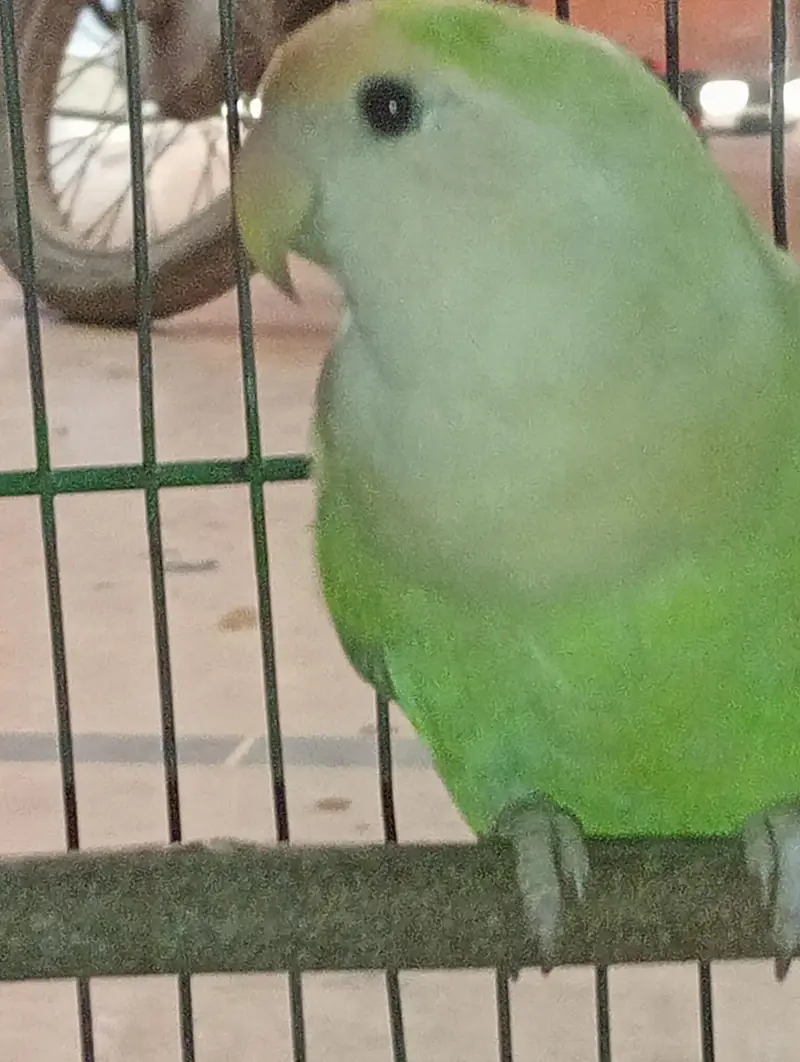 cute love bird mutation — photo 2
