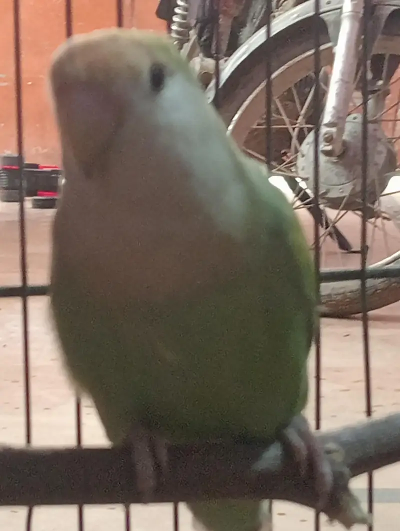 cute love bird mutation — photo 3