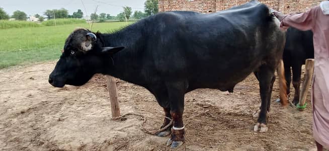 buffalo for sale
