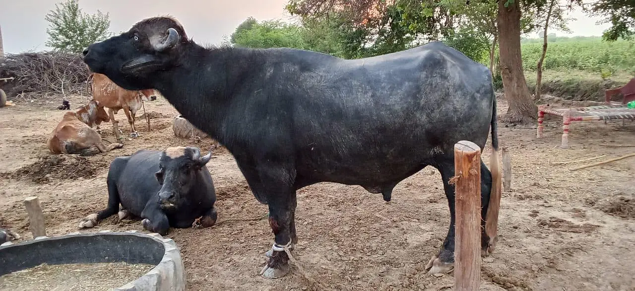 buffalo for sale — photo 2
