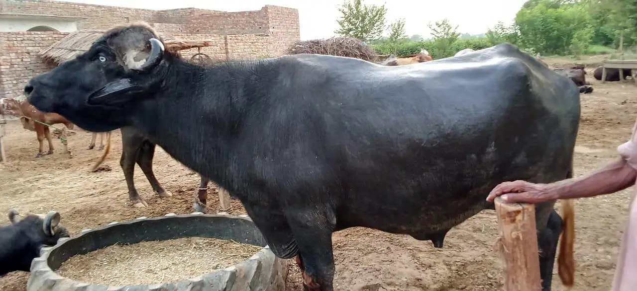 buffalo for sale — photo 3