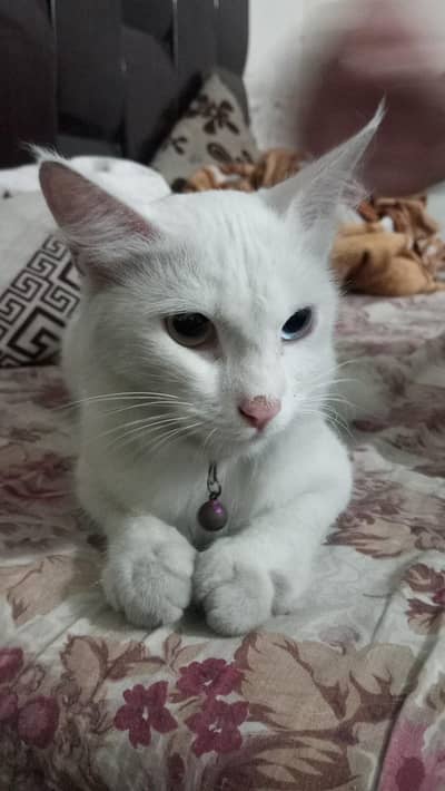 Beautiful White turkish angora double eye co Cat – Snow | 9 Months Old
