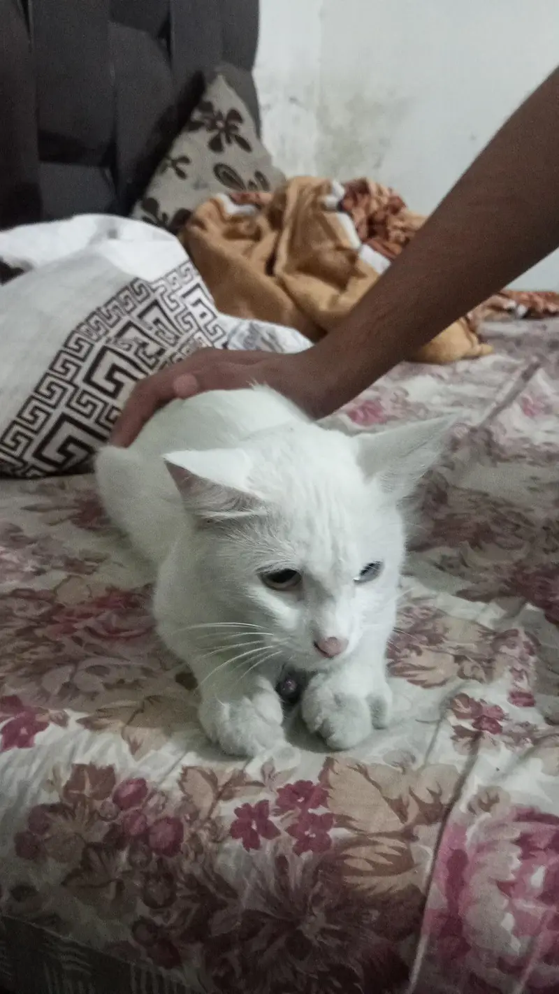 Beautiful White turkish angora double eye co Cat – Snow | 9 Months Old — photo 2