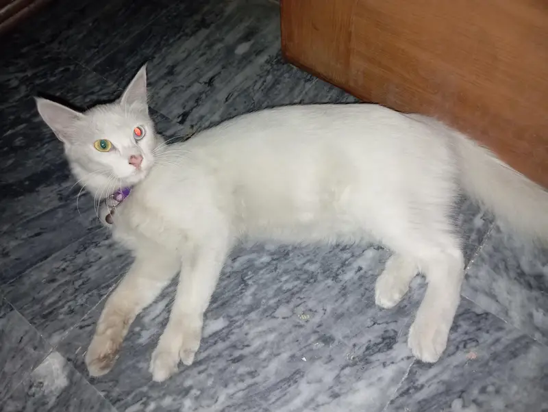 Beautiful White turkish angora double eye co Cat – Snow | 9 Months Old — photo 3