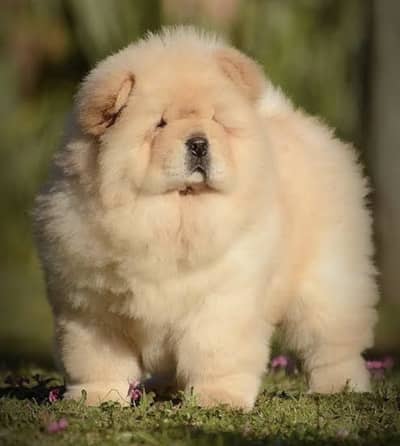 Chow chow puppies 0313*9363417