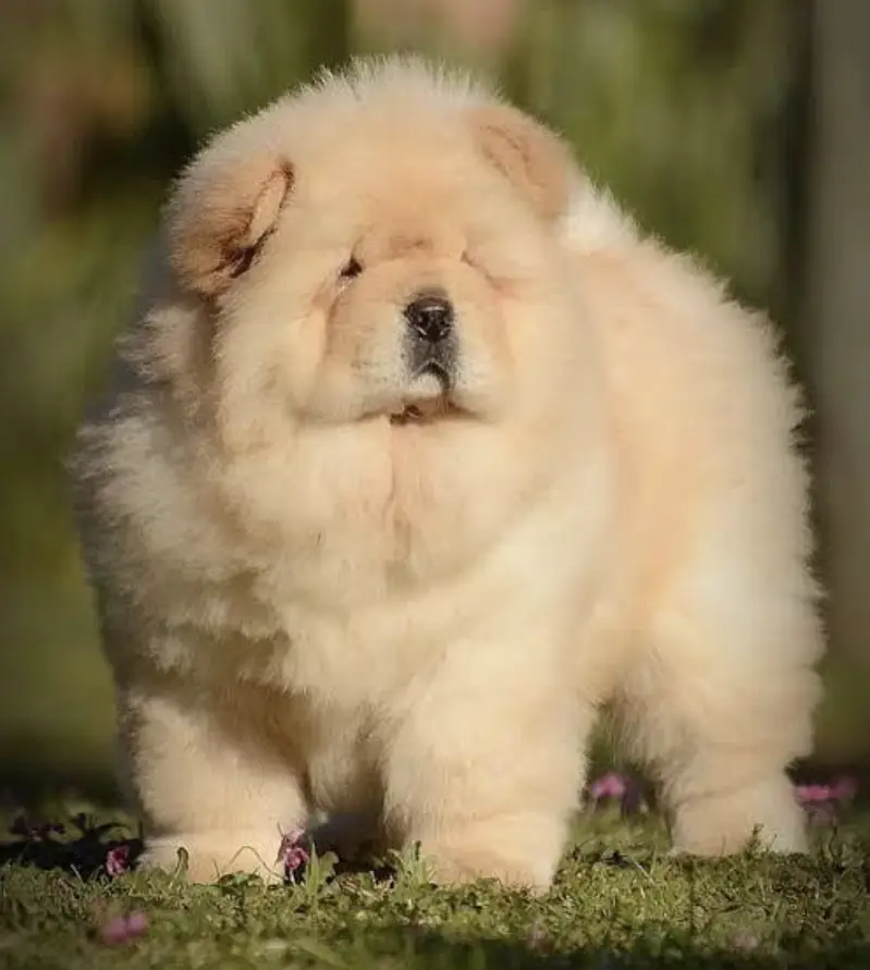 Chow chow puppies 0313*9363417